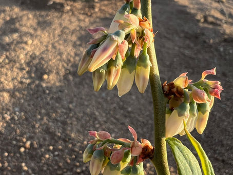 How to Grow Blueberries Where You "Shouldn't Be Able To."