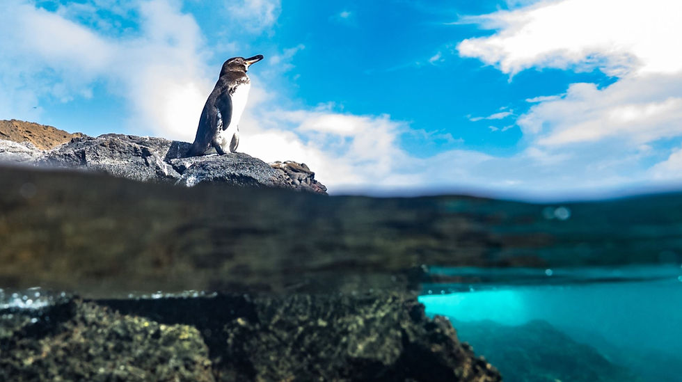 Galapagos Pinguin am Ufer.jpg