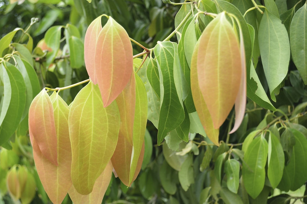 CANNELLE FEUILLES