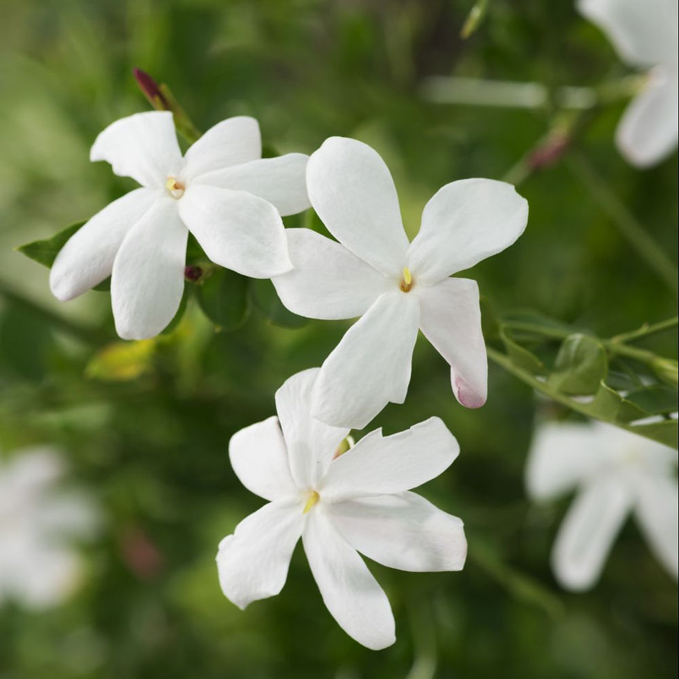JASMIN  GRANDIFLORUM