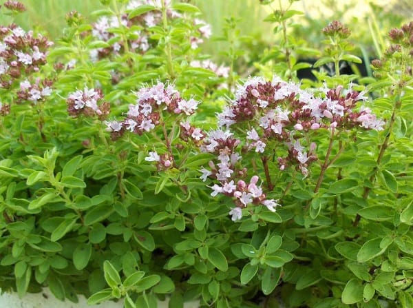 MARJOLAINE COQUILLE BIO