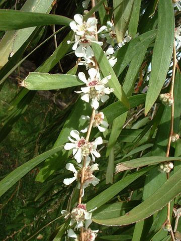 FRAGONIA
