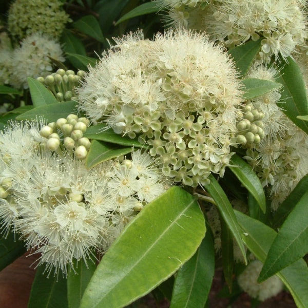 MYRTE  CITRON