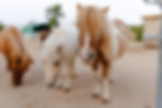 Ponys im Reiterurlaub auf Fehmarn vom Reiterhof Paulsen