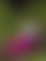 Cine de Oro Renacido