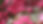 pink-azalea-flowers-blooming-garden_181624-20949.jpeg