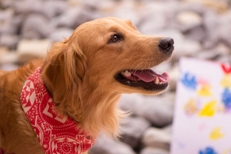 Kit 120 bandanas triangulares para cães