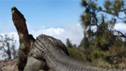 dinos