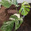 Thumbnail: Monstera Deliciosa Variegata
