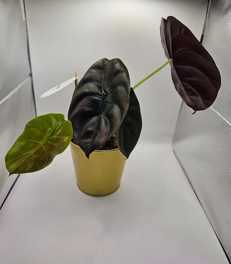 Alocasia Cuprea Red Secret