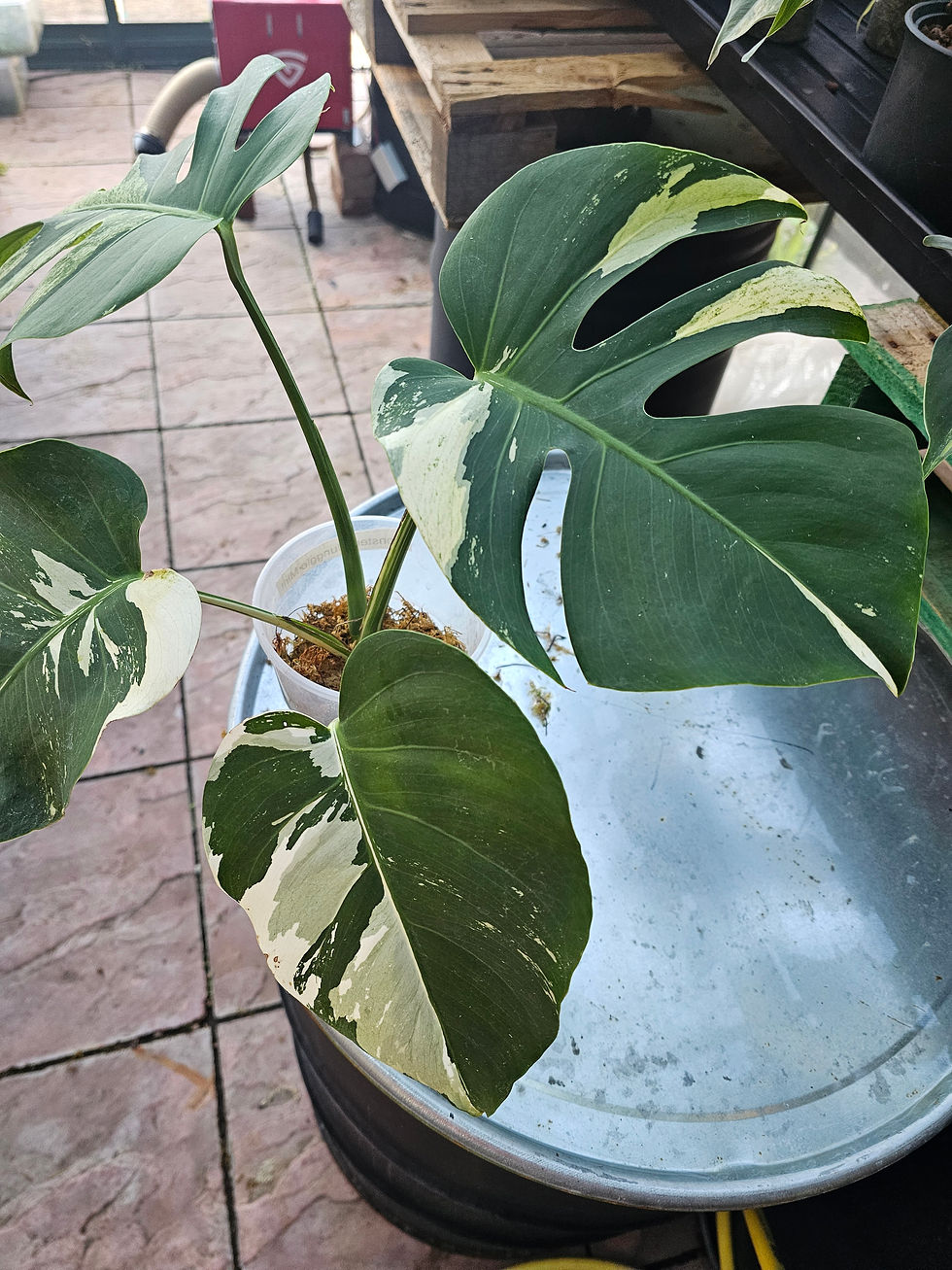 Thumbnail: Monstera Jungle Mint