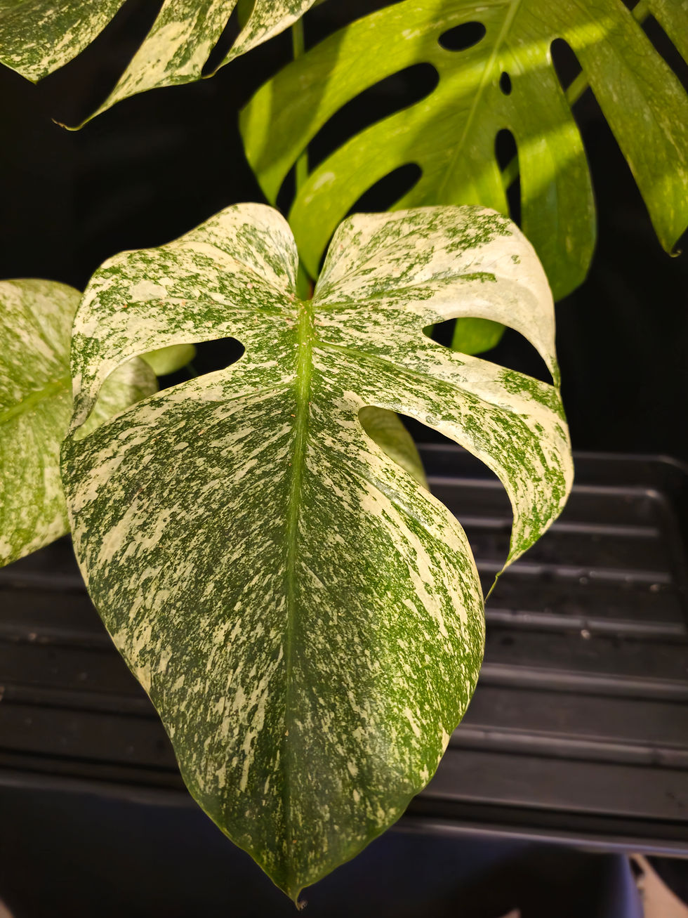 Thumbnail: Monstera Mint/White Monster