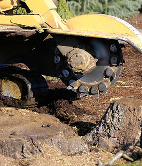 Tree stump grinding.jpeg