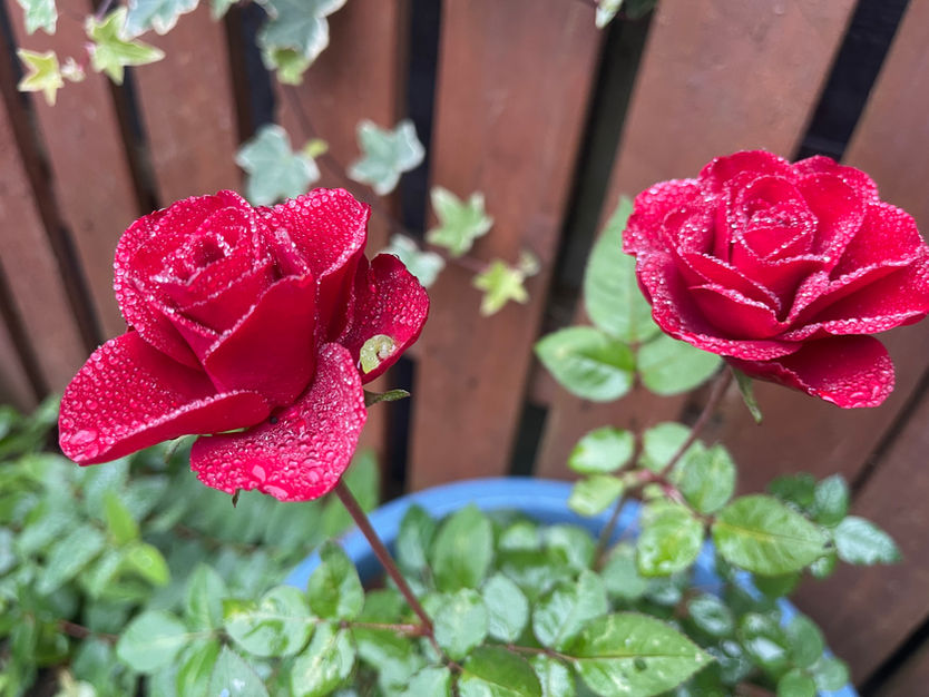 Red rose maintained by leaf space watford
