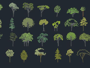 Tall Trees in Vistas