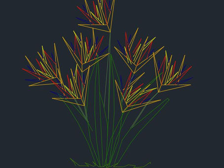 Bird of Paradise Plant