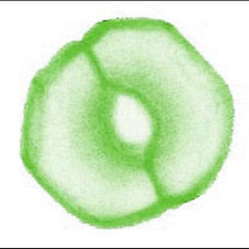 Stomata-small.jpg