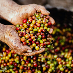 Tren Global dalam Produksi Kopi : Tingkat Konsumsi dan Masa Depannya