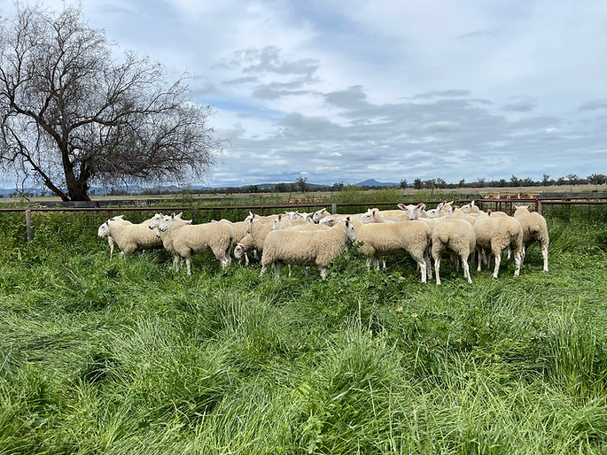 FXM Border Leicesters Quality Border Leicester Rams and Ewes in