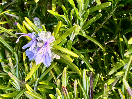 暖かい日が早くやってきそうですね