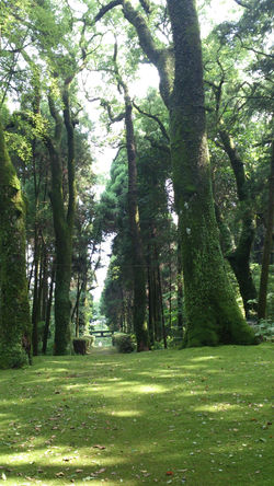 帖佐新正八幡神社