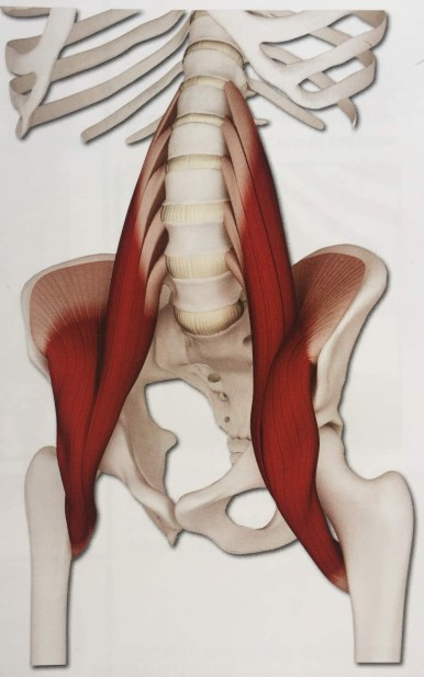 Ilio-psoas, muscles