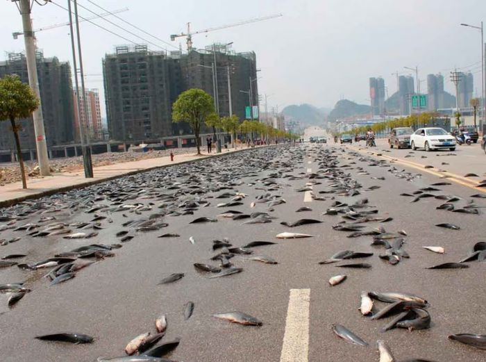 Lluvia de peces