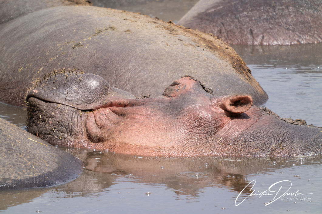 Safari Tanzania, Serengeti, Hippo, Wildlife