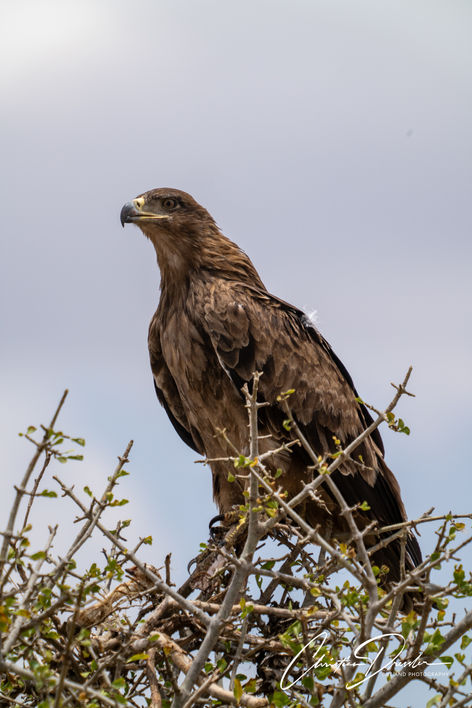 Safari Tanzania, Eagle, wildlife photography, serengeti