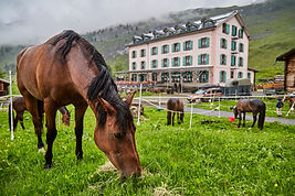 Horses grazing in a green pasture near an alpine lodge