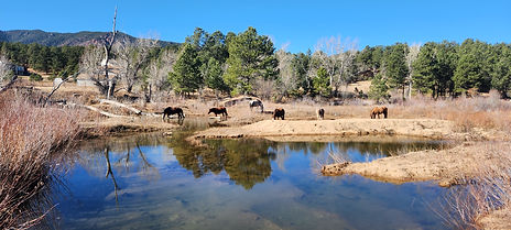 Horses standing by a pond in natural open landscape