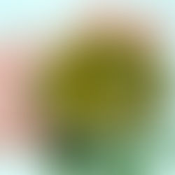 Moringa-Mellow Black-Eyed Bean Curry