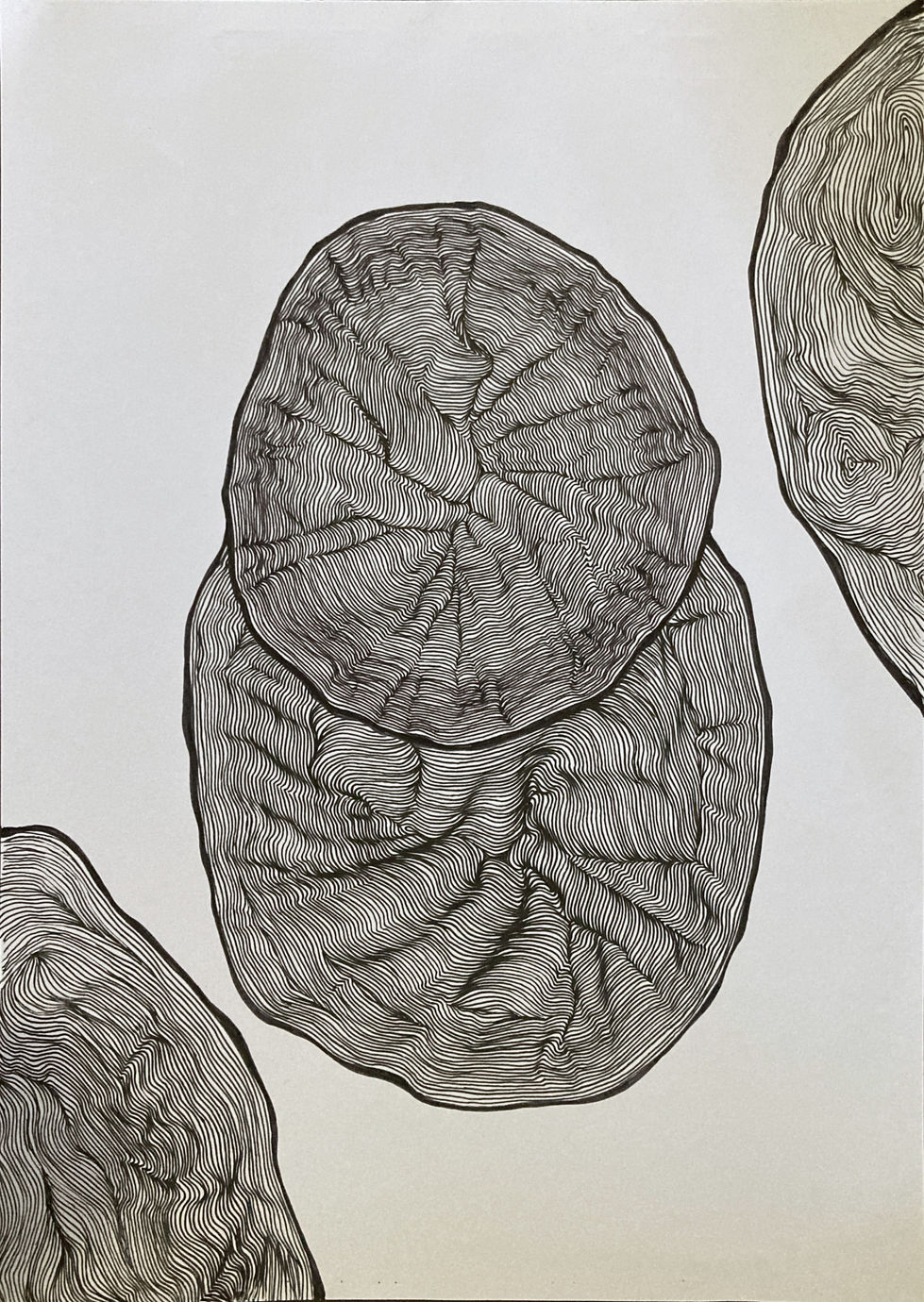 Tree rings 2 2024-04-09 07-33