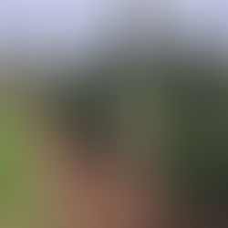 Spring Tree Inspections in the Fraser Valley: What to Check Before Growth Season 