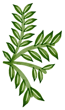 Foliage_Branches_tropical_High_res_PNG_e