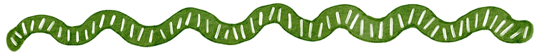 Squiggle 2.png