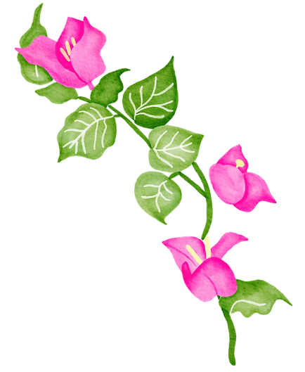 Bouganvillea_Branch_High_res_PNG_edited_