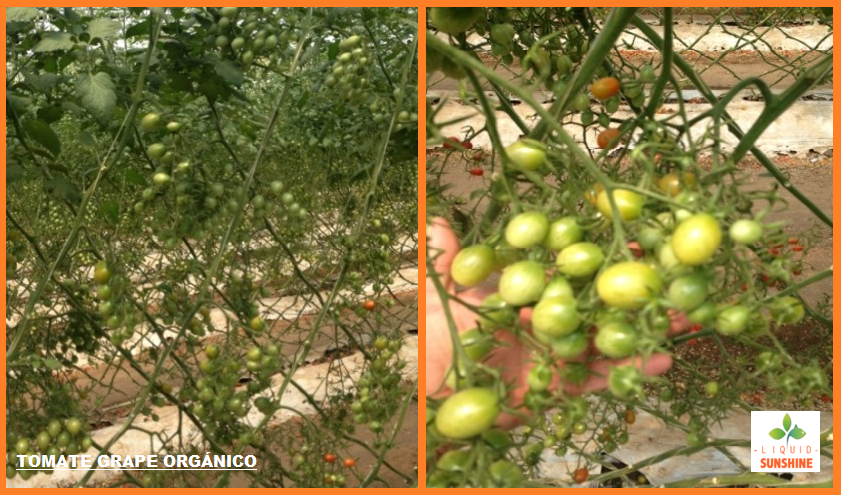 Se observó un repunte en la producción, con mejor tamaño y color en los frutos.