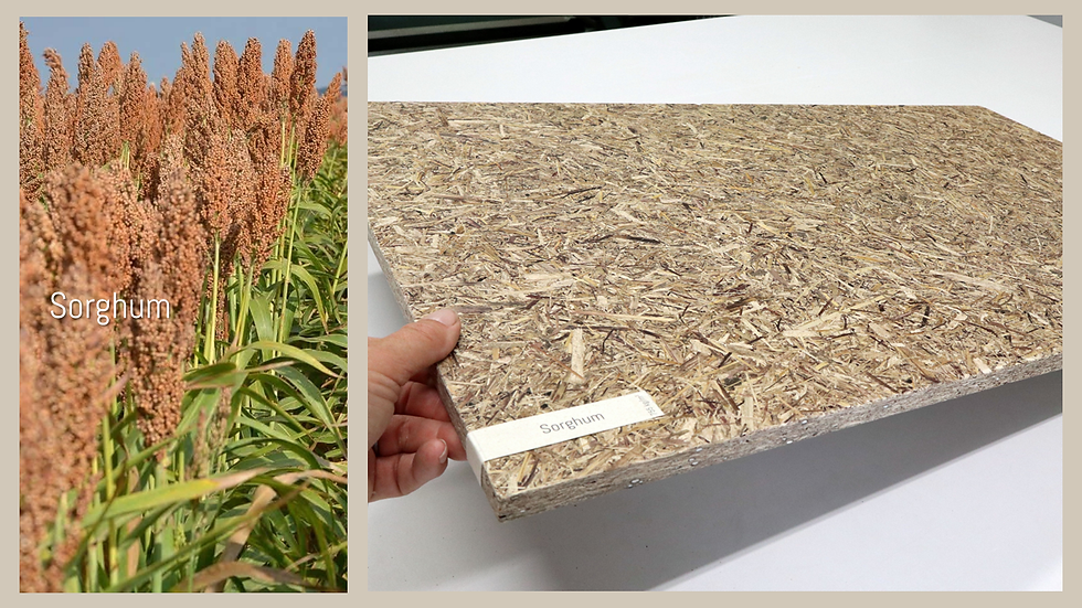 Foto: FytoPanel van sorghum