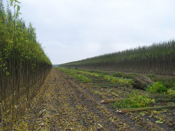Vezelteelt: nieuwe kansen voor melkveehouders en biobased bouwen