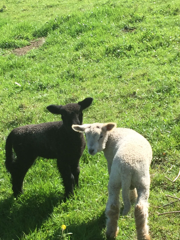 Lambies are here!