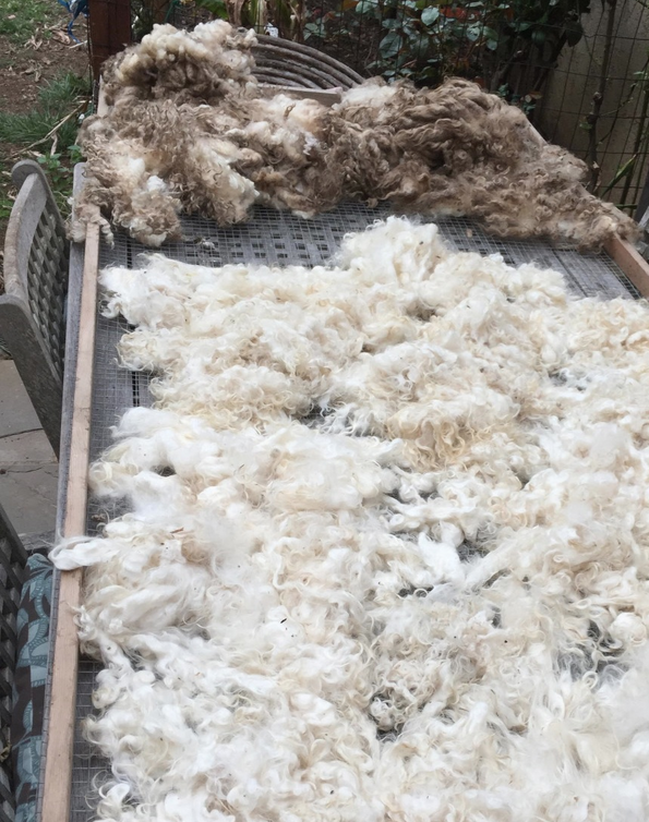 Wool Washing