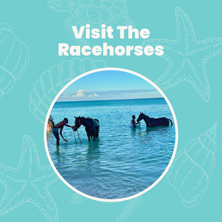 Racehorses Barbados