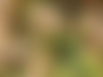 One Pan Thai Basil Chicken