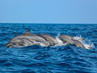 Dolphin Watching in Sri Lanka: Snaps from Our Recent Trip