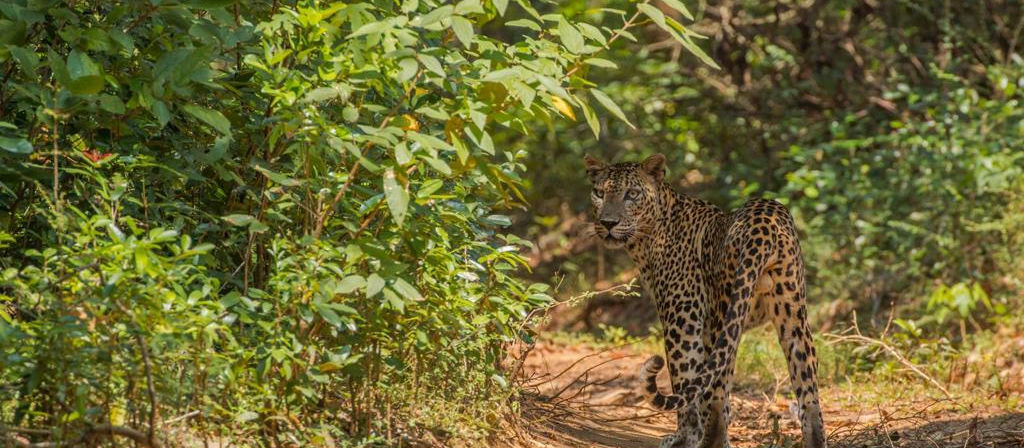 Wildlife Safari, Willpattu National Park, Sri Lankan leopard