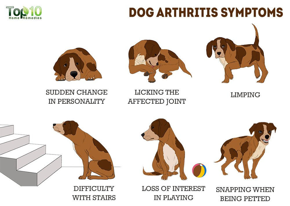 Arthritis In Dogs Arthritis In Dogs