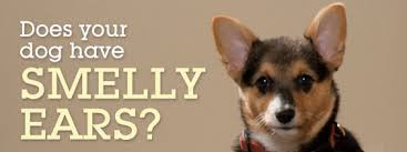 Does your dog have smelly ears?