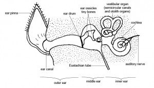 Natural Treatment and Prevention of ‘Swimmer’s Ear’ (Otitis Externa) in Dogs