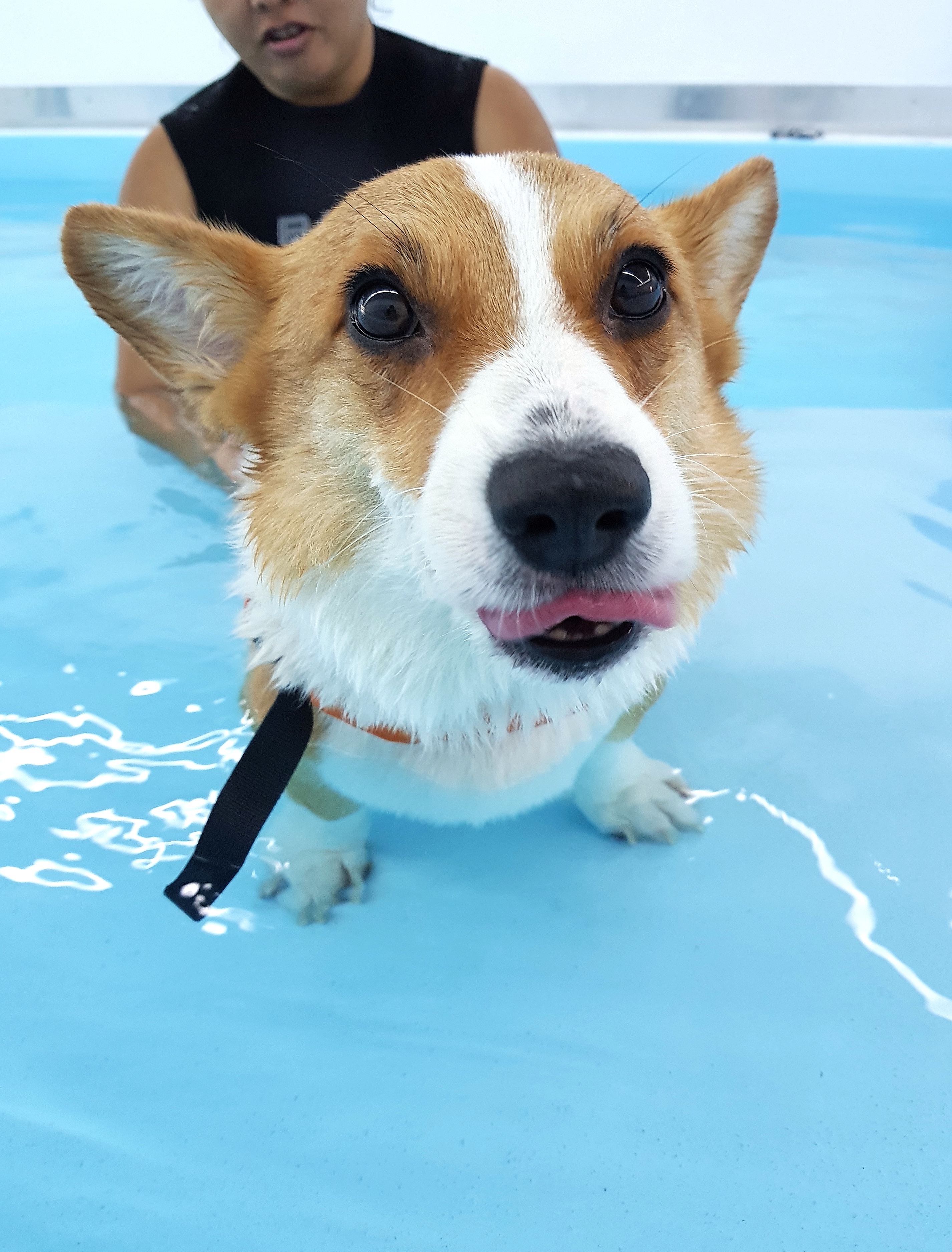 Why is Chlorine So Important for Canine Swimming Pools? Dog Swimming